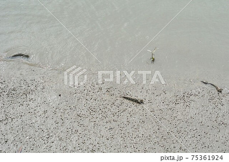 Creatures in Beach, Samut Prakan province, Thailan 75361924