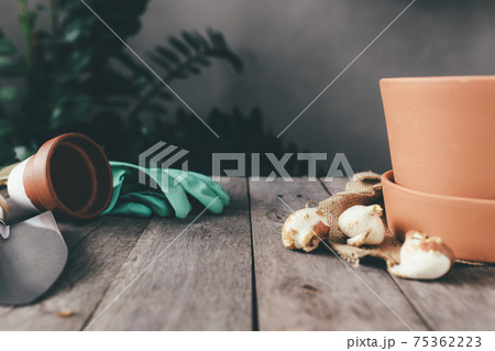 Ceramic pots on old gray wooden table, tulip bulbs, green gloves, garden shovel 75362223