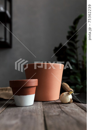 Ceramic pots on an old gray wooden table, tulip bulbs Ceramic pots on an old gray wooden table, tulip bulbs 75362239