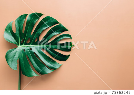 Monstera palm green leaf on beige background 75362245