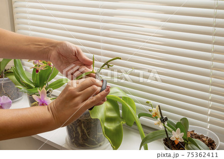 Woman caring for plant Phalaenopsis orchid, cutting young orchid from Mother-plant, transplanting plant. Woman caring for plant Phalaenopsis orchid, cutting young orchid from Mother-plant, transplanting plant. 75362411