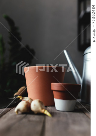 Ceramic pots on an old gray wooden table, tulip bulbs, watering can 75362484