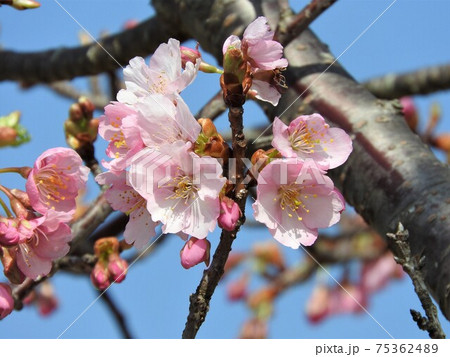 河津桜 75362489