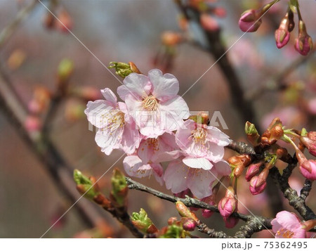 河津桜 75362495