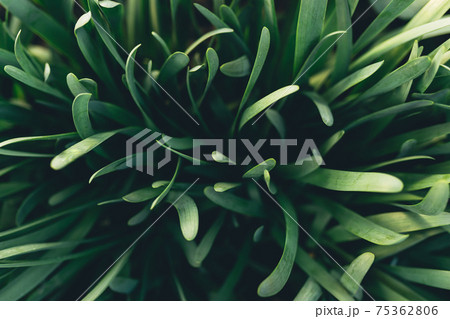 Small fresh green garlic leaves with macro effect Small fresh green garlic leaves with macro effect 75362806