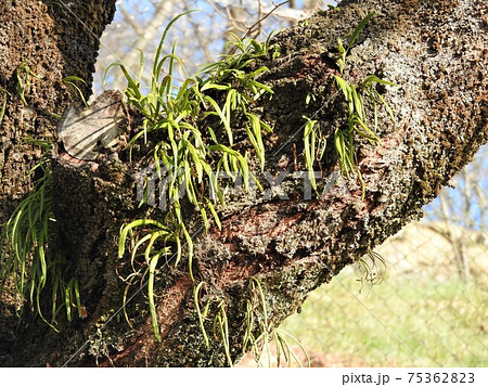 桜の樹皮に着生したノキシノブ（軒忍）：群生 75362823