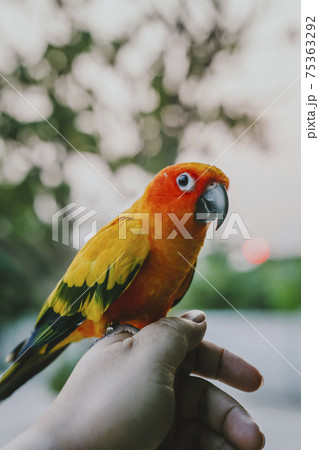 Adorable sun conure parrots on hand Adorable sun conure parrots on hand 75363292
