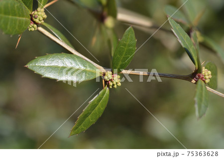 Wintergreen barberry 75363628