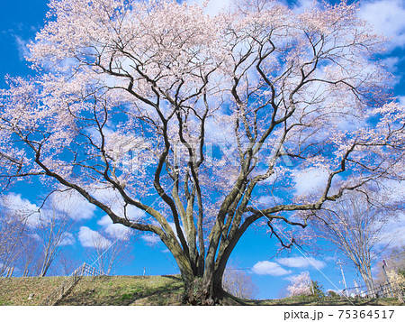 一本桜 - 氏邦桜(鉢形城の桜 エドヒガン) 一本桜 - 氏邦桜(鉢形城の桜 エドヒガン) 75364517