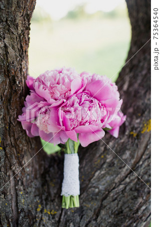 a bouquet of pink peonies lies on the trunk of a tree a bouquet of pink peonies lies on the trunk of a tree 75364540