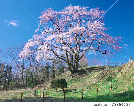 一本桜 - 氏邦桜（鉢形城の桜 エドヒガン） 75364557