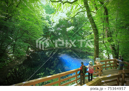 青池の見学デッキ 青池の見学デッキ 75364957
