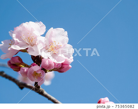 大寒桜の写真素材