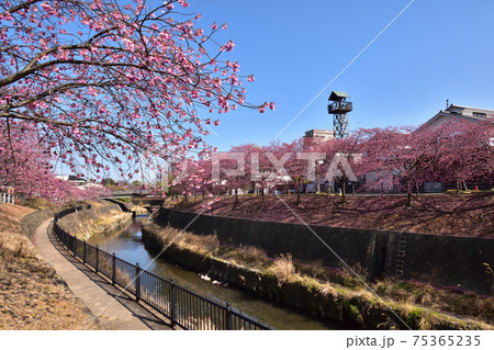 寒緋桜（掛川城周辺）210310pm2:34 75365235