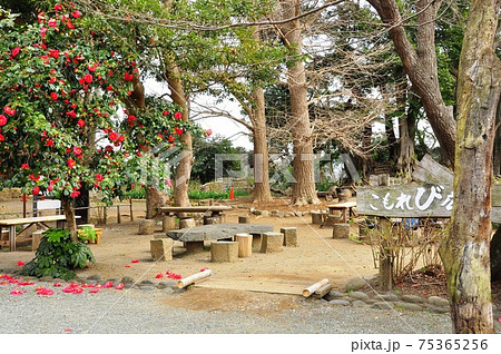 鎌倉市 源氏山公園 こもれび広場と満開椿 鎌倉市 源氏山公園 こもれび広場と満開椿 75365256