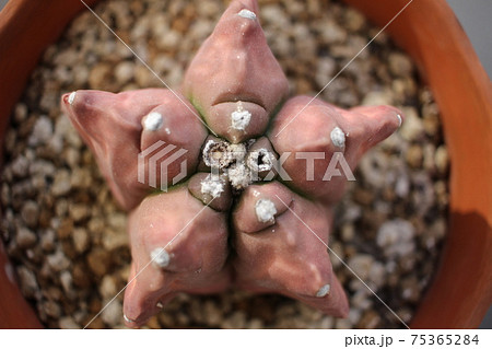 サボテン　亀甲ヘキラン　亀甲ヘキルリランポー 75365284