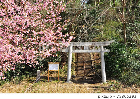 神奈川県藤沢市 引地川親水公園近くの大庭神社鳥居と河津桜 神奈川県藤沢市 引地川親水公園近くの大庭神社鳥居と河津桜 75365293