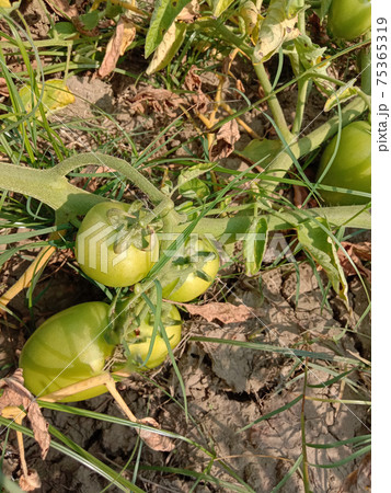 fresh and healthy raw tomato on firm for sell 75365319