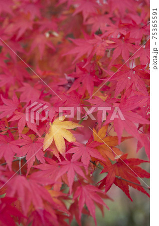 京都の紅葉の風景。赤く紅葉したモミジの中に黄色いモミジが一枚あります。 75365591