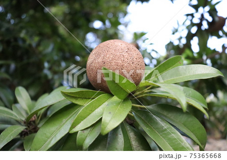 tasty and healthy sapodilla on tree 75365668