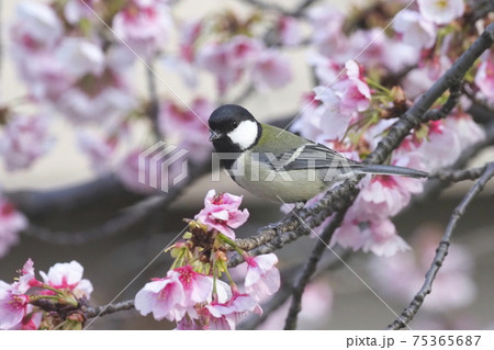 桜の蜜を求めるシジュウカラ 桜の蜜を求めるシジュウカラ 75365687