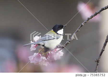 桜の蜜を求めるシジュウカラ 桜の蜜を求めるシジュウカラ 75365752