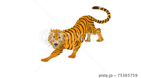 虎（Tiger） 75365759