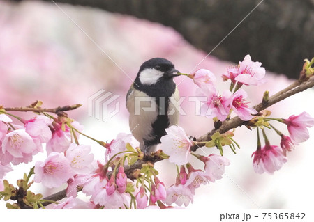 桜の花をくわえるシジュウカラ 桜の花をくわえるシジュウカラ 75365842