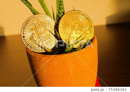 黄金色に輝く仮想通貨ビットコインと成長するサンスベリアの植物 黄金色に輝く仮想通貨ビットコインと成長するサンスベリアの植物 75366161