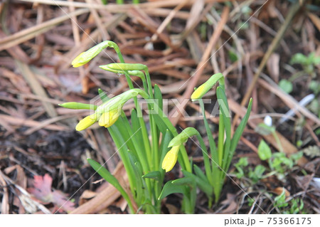 雨上がりのミニ水仙　テータテートの蕾 75366175