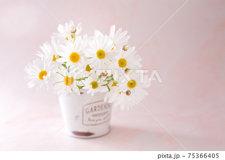 白いバケツにマーガレットの花束の写真素材