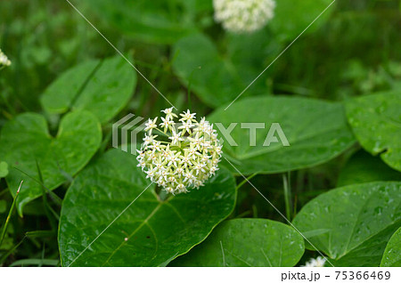 イケマの花 イケマの花 75366469