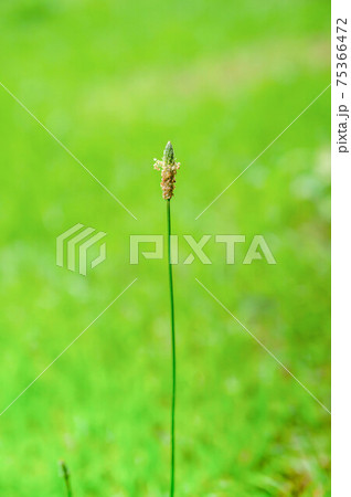 ヘラオオバコ 75366472