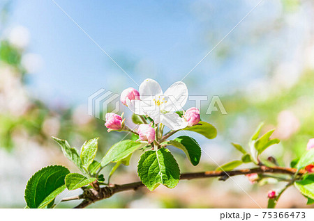 りんごの花 りんごの花 75366473