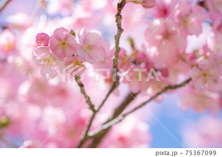 満開の河津桜 満開の河津桜 75367099