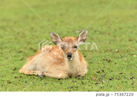 Deer Record 69 Stock Photo