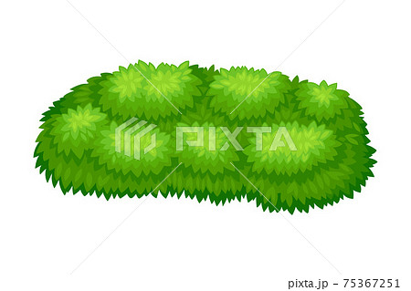 Small-sized Bush as Perennial Woody Plant with Dense Foliage Cover Vector Illustration 75367251