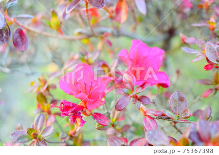 ピンクの花 ピンクの花 75367398