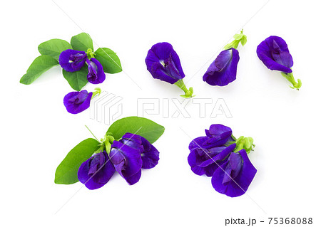 Set of butterfly pea flower on white background, herb and medical concept Set of butterfly pea flower on white background, herb and medical concept 75368088