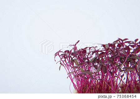 マイクロハーブ アマランサス マイクロハーブ アマランサス 75368454