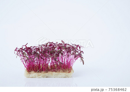 マイクロハーブ アマランサス マイクロハーブ アマランサス 75368462