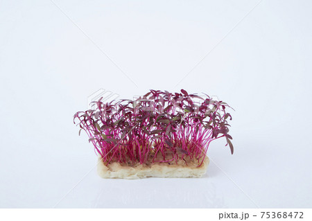 マイクロハーブ　アマランサス 75368472