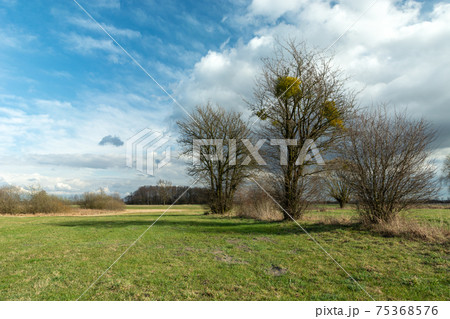 Spring bushes growing in the meadow and clouds against the blue sky Spring bushes growing in the meadow and clouds against the blue sky 75368576