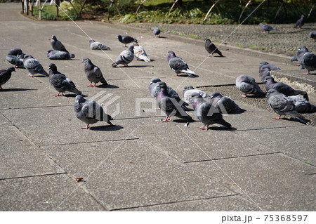 鳩の群れ ~横浜公園~ 鳩の群れ ~横浜公園~ 75368597