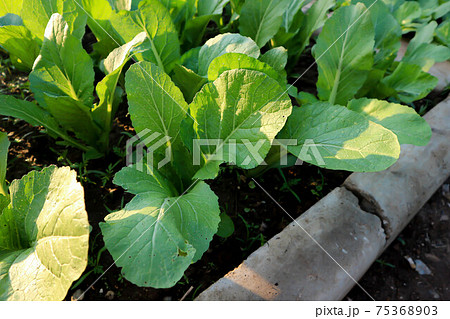brassica juncea, green lettuce or lettuce 75368903