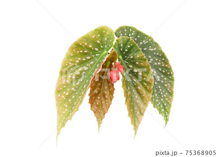 Isolated Begonia flower and leaves 75368905