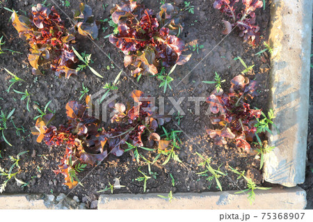 red coral lettuce ,lettuce 75368907