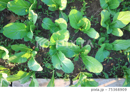 brassica juncea, green lettuce or lettuce 75368909