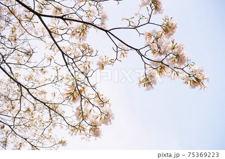 Chompoo Pantip（Tabebuia rosea, Pink Trumpet tree） 75369223