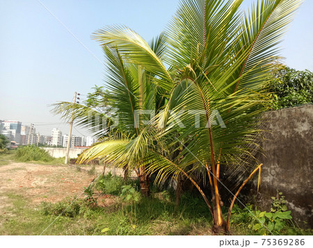green colored coconut tree on firm 75369286